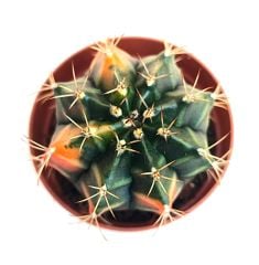 Gymnocalycium Mihanovichii Sepia x Hybrid Variegata  - Renkli, Variegata Köklü Özel tür Kaktüs-5,5 cm Saksıda