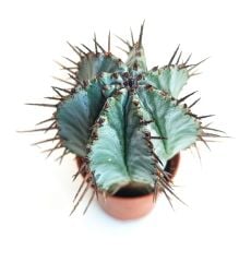 Euphorbia Horrida-5,5 cm Saksıda Bordo Diken Minik Sarı Renk Çiçek Açar-Çok Şık 1.Sınıf ithal