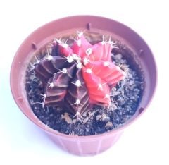 Gymnocalycium Damsii Variegata  - Renkli, Variegata Köklü Özel tür Kaktüs-8,5 cm Saksıda
