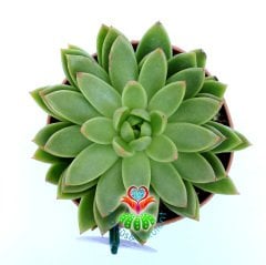 Echeveria Agavoides-14 cm Saksıda Büyük Boy Simetrik Sukulent