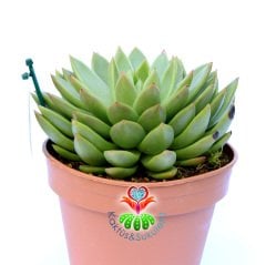 Echeveria Agavoides-14 cm Saksıda Büyük Boy Simetrik Sukulent