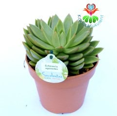 Echeveria Agavoides-14 cm Saksıda Büyük Boy Simetrik Sukulent