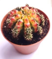 Gymnocalycium Mihonavichi Colorful - Renkli, Variegata Köklü Özel tür Kaktüs-8,5 cm Saksıda İthal
