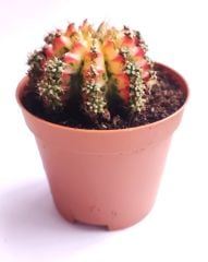 Gymnocalycium Mihonavichi Colorful - Renkli, Variegata Köklü Özel tür Kaktüs-8,5 cm Saksıda İthal