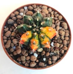 Gymnocalycium Mihanovichi Amber Hybrid Variegata  - Renkli, Variegata Köklü Özel tür Kaktüs-8,5 cm Saksıda