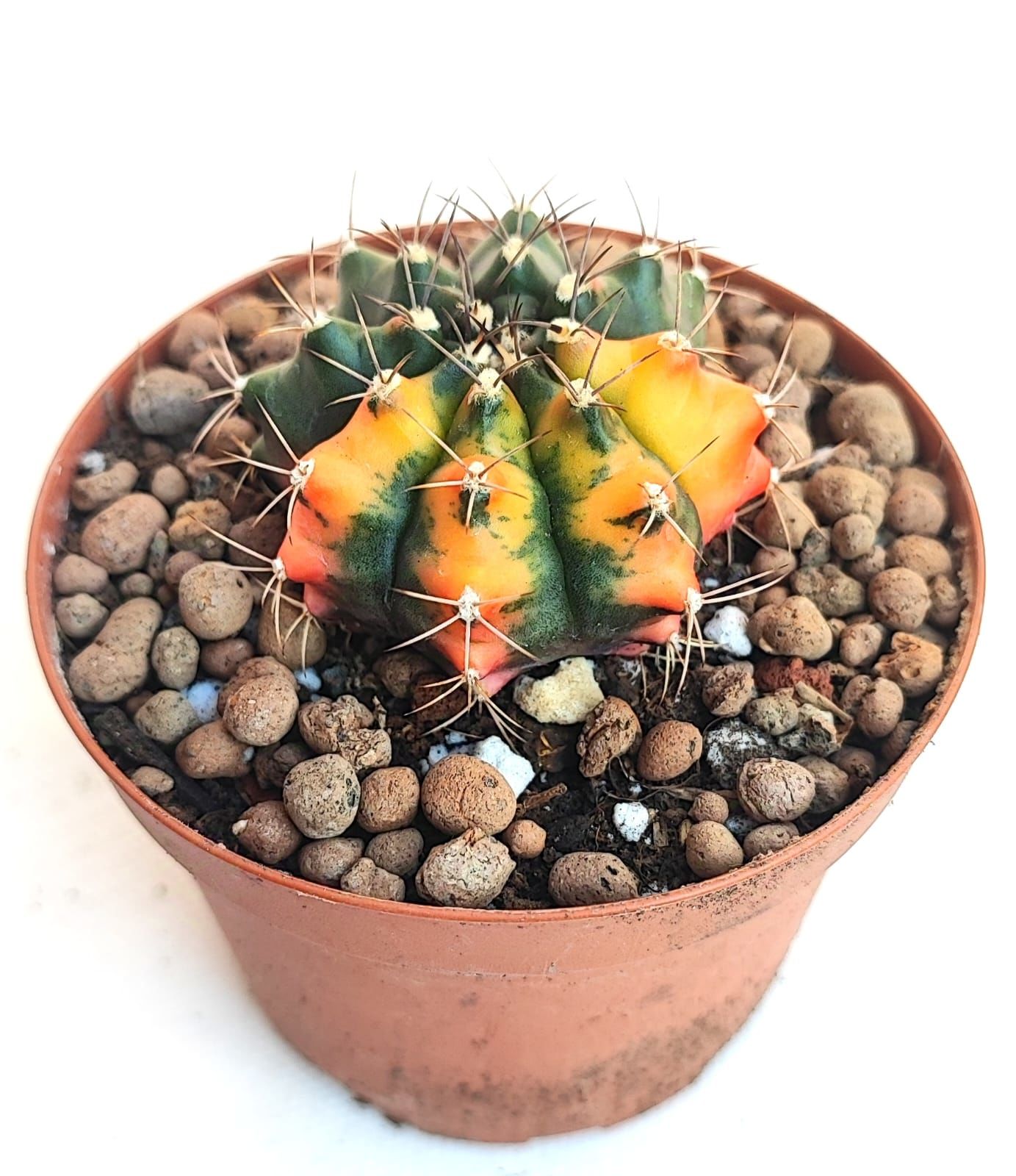 Gymnocalycium Mihanovichi Amber Hybrid Variegata  - Renkli, Variegata Köklü Özel tür Kaktüs-8,5 cm Saksıda