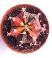 Gymnocalycium Mihanovichi Pink Panther Hybrid Variegata  - Pembe Renkli, Variegata Köklü Özel tür Kaktüs-8,5 cm Saksıda
