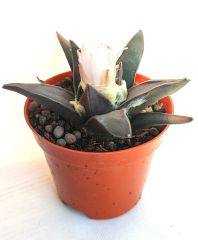 Ariocarpus Confusus  -Yaşayan Fosil- 6-7 Yaşında Nadir Koleksiyon Türü Kaktüs 8,5 cm Saksıda