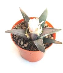Ariocarpus Confusus  -Yaşayan Fosil- 6-7 Yaşında Nadir Koleksiyon Türü Kaktüs 8,5 cm Saksıda