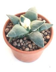 Ariocarpus Retusus Forma Major -Yaşayan Fosil- 6-7 Yaşında Nadir Koleksiyon Türü Kaktüs 8,5 cm Saksıda