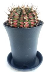 Gymnocalycium T-Rex Hybrid Pink 7,5 cm Saksılı Nadir Tür İthal Kaktüs