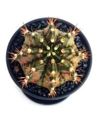 Gymnocalycium T-Rex Hybrid Pink 7,5 cm Saksılı Nadir Tür İthal Kaktüs
