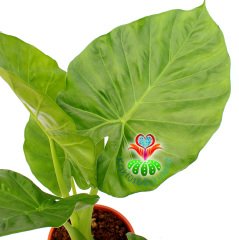 Dev Fil Kulağı Bitkisi-Alocasia Macrorrhizos-15cm Saksıda 40+ cm Büyüklük