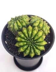 Gymnocalycium SPINELESS İNERMİS 9,5 cm Saksılı Nadir Tür İthal Kaktüs
