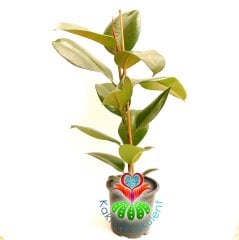 Kauçuk Bitkisi Ficus Elastica 15cm Saksıda 50+cm Büyüklükte-Bakımı Kolay İç Mekan Küçük Ağaç