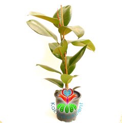 Kauçuk Bitkisi Ficus Elastica 15cm Saksıda 50+cm Büyüklükte-Bakımı Kolay İç Mekan Küçük Ağaç