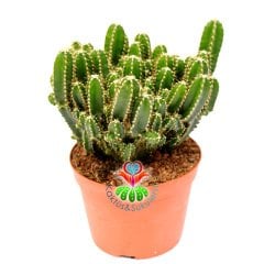 Radyasyon Emici Kaktüs-Cereus Peruvianus Florida-12 cm Saksıda Büyük Boy