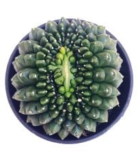Gymnocalycium SPINELESS ISLAND GODZİLLA 9,5 cm Saksılı Nadir Tür İthal Kaktüs