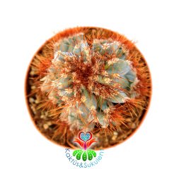 Cereus Hildmannianus Monstrose-Mavimsi Renk Canavar Formlu Kaktüs 5,5 cm Saksıda