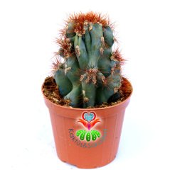 Cereus Hildmannianus Monstrose-Mavimsi Renk Canavar Formlu Kaktüs 5,5 cm Saksıda