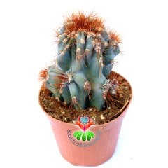 Cereus Hildmannianus Monstrose-Mavimsi Renk Canavar Formlu Kaktüs 5,5 cm Saksıda