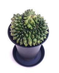 Gymnocalycium SPINELESS CRİSTATA 7,5 cm Saksılı Nadir Tür İthal Kaktüs