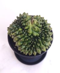Gymnocalycium SPINELESS CRİSTATA 7,5 cm Saksılı Nadir Tür İthal Kaktüs