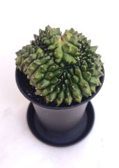 Gymnocalycium SPINELESS CRİSTATA 7,5 cm Saksılı Nadir Tür İthal Kaktüs