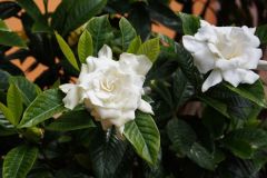Gardenya-Kokulu Beyaz Çiçekler Açan Tropik Tür-10 cm Saksıda-Gardenia Jasminoides
