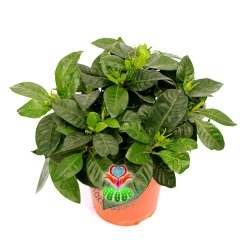 Gardenya-Kokulu Beyaz Çiçekler Açan Tropik Tür-10 cm Saksıda-Gardenia Jasminoides