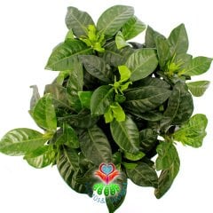 Gardenya-Kokulu Beyaz Çiçekler Açan Tropik Tür-10 cm Saksıda-Gardenia Jasminoides