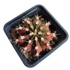 Gymnocalycium Mihanovichii-Kırmızımsı Tonlarda-8 cm Saksıda