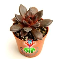 Sukulent, Echeveria 'Bloody Maria'- Koyu Kırmızı-Bordo Renk-5,5 cm Saksıda-Teraryum,Kaktüs,Succulent