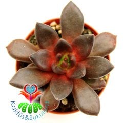 Sukulent, Echeveria 'Bloody Maria'- Koyu Kırmızı-Bordo Renk-5,5 cm Saksıda-Teraryum,Kaktüs,Succulent