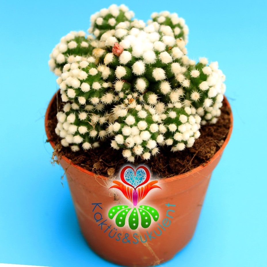 Mammillaria Gracilis Arizona Snowcap- Kar Topu Kaktüs Pamuk Dikenli 8,5 cm Saksıda
