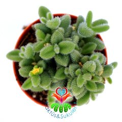 Delosperma Echinatum-8,5 cm Saksıda Tombul Tüylü Yapraklı Sukulent-8,5cm Saksıda