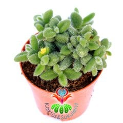 Delosperma Echinatum-8,5 cm Saksıda Tombul Tüylü Yapraklı Sukulent-8,5cm Saksıda