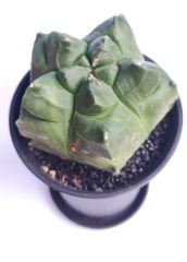 Astrophytum Myriostigma cv. Kikko Nudum fa.  -NADİR TÜR-Sarı Renk Çiçek Açar- 8,5 cm saksı dolusu