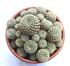 Sulcorebutia Langeri- Çok Nadir Tür-Mükemmel Sarı Renk Çiçek Açar 8 cm saksıda