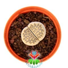 Lithops Salicola C312 -Yaşayan Taş Kaktüs-Altıntaş-5,5 cm Saksıda