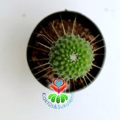Kaktüs,Mammillaria spinosissima UN PICO-Pembe Renk Çiçek Açar-Yavrulu ya da Yavrusuz-5,5 cm Saksıda
