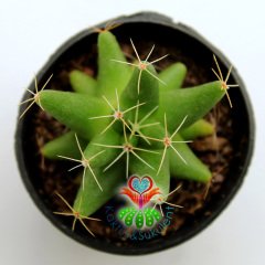 Kaktüs,Mammillaria Longimamma- Sarı Renk Çiçek Açar-5,5 cm Saksıda