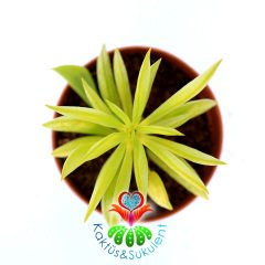 Peperomia Axillaris-Dikey Yeşil Yapraklı Sukulent-5,5 cm Saksıda