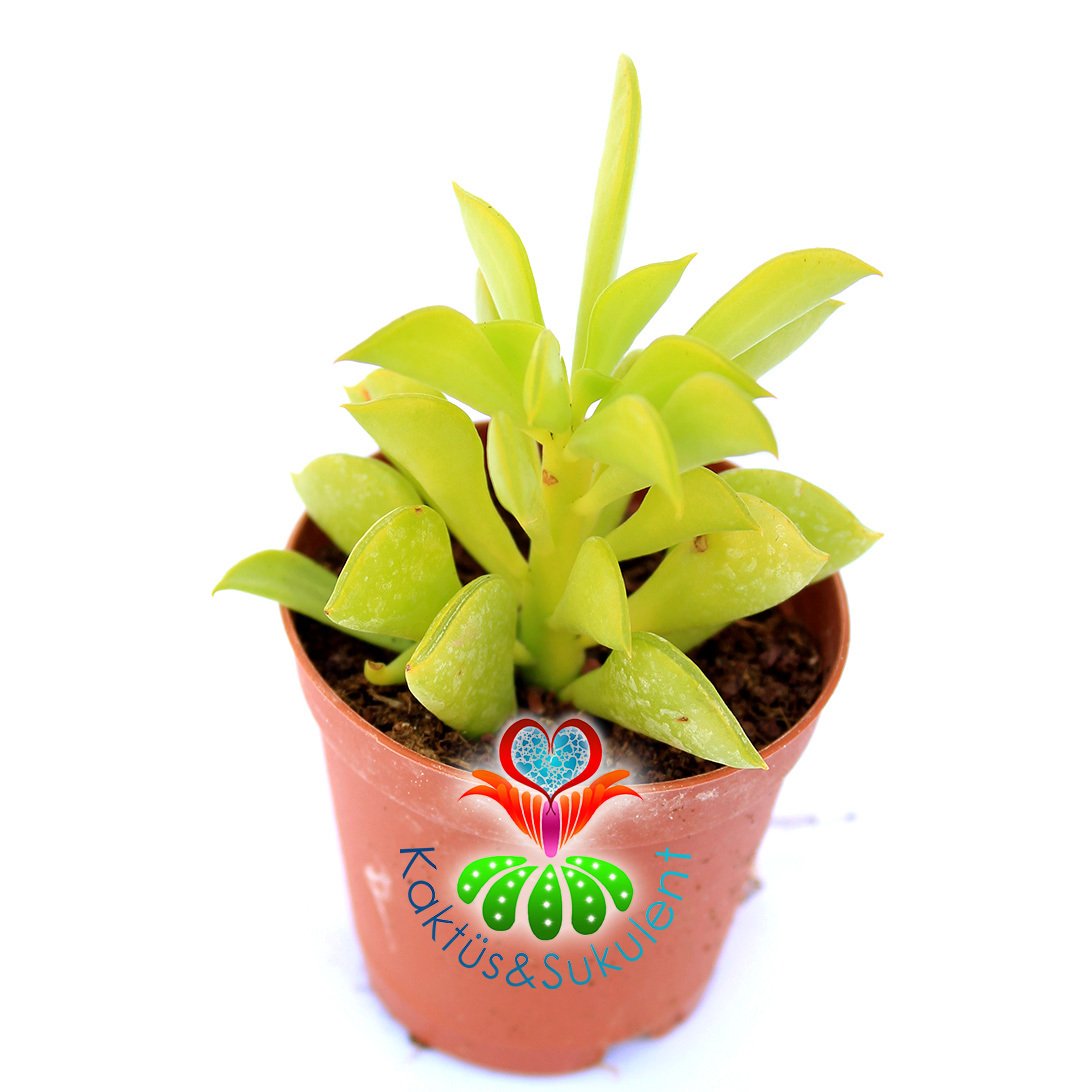 Peperomia Axillaris-Dikey Yeşil Yapraklı Sukulent-5,5 cm Saksıda