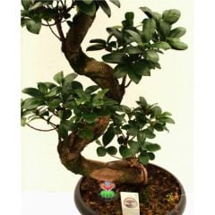 Dev Bonsai, Ficus Microcarpa Ginseng, 70 cm Boyda, Kıvrımlı Şekilli Gövdeli Canlı Bitki, Bonsai(Kopya)