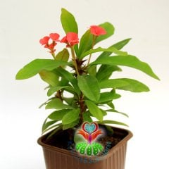 Sukulent,Euphorbia Milii Kırmızı Renk Çiçek 8,5 cm Saksı-Çok Nadir-Çiçeği Üzerinde,Bezsiz Doğal Köklü