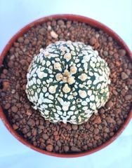 Astrophytum Asterias Superkabuto V TYPE -  V Tip Astro Kaktüs