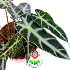 Alocasia Bambino Arrow-Ender Tür Fil Kulağı Bitkisi-10 cm saksıda