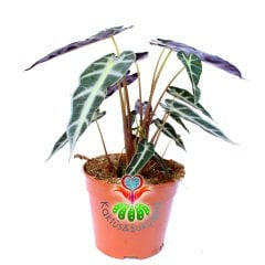 Alocasia Bambino Arrow-Ender Tür Fil Kulağı Bitkisi-10 cm saksıda