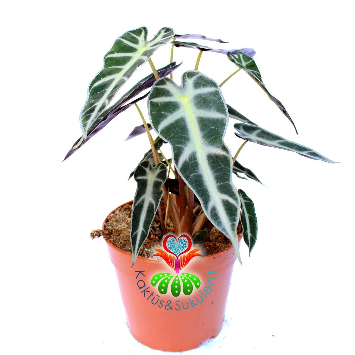Alocasia Bambino Arrow-Ender Tür Fil Kulağı Bitkisi-10 cm saksıda